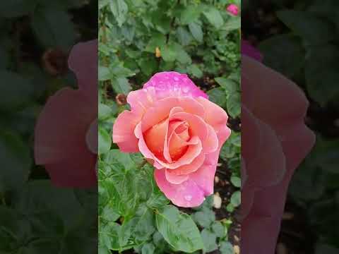 Видео: Парк с розами.