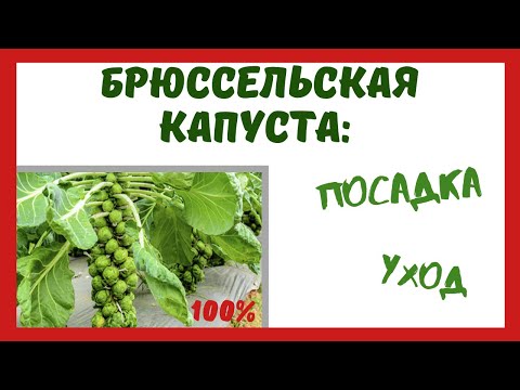 Видео: Брюссельская капуста: посадка, уход, выращивание