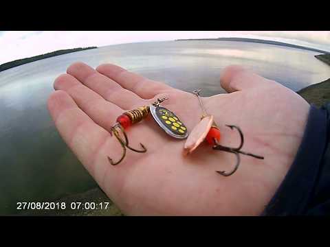 Видео: Шершни, ловля окуня на спиннинг
