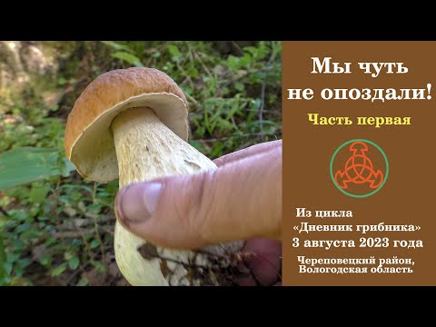 Видео: Мы чуть не опоздали! "Дневник грибника" 3 августа  2023 года. Часть первая.