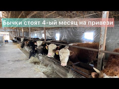 Видео: Откорм бычков. Бычки на привязи четвертый месяц кормление. Увеличил дозировку кормление.