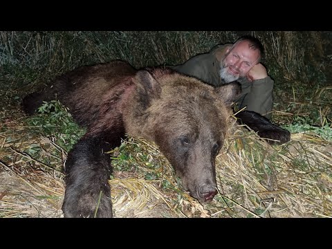 Видео: Медведь / Кабан, охота на овсах!