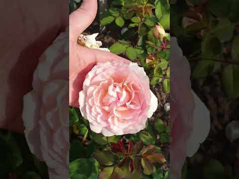 Видео: Розы Кордес  2023 часть 3.