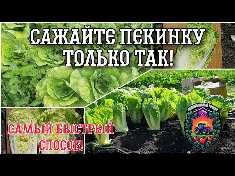 Видео: САМЫЙ ЛУЧШИЙ способ посева пекинской капусты!