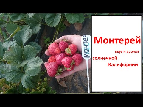 Видео: Монтерей — вкус и аромат солнечной Калифорнии