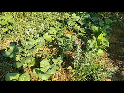 Видео: Выборочное пасынкование Махорки и осмотр посадки гнёздами 04 07 2021