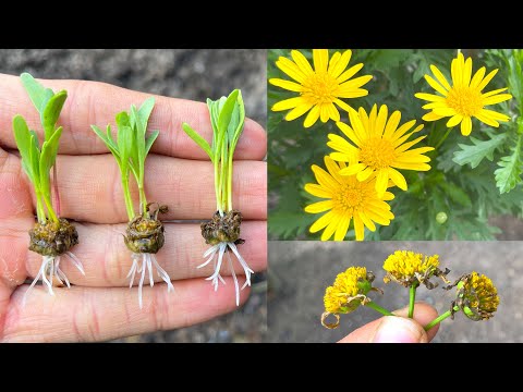 Видео: Вы увидите чудесное, когда узнаете, как вырастить эту хризантему.