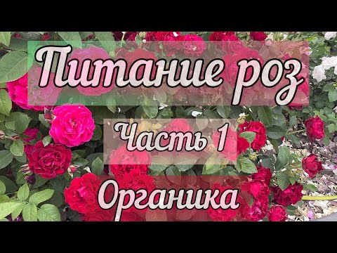 Видео: Питание роз 1 часть - органические удобрения для роз