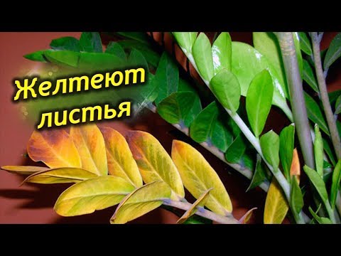 Видео: Почему желтеют листья у долларового дерева? Что делать, как спасти Замиокулькас?