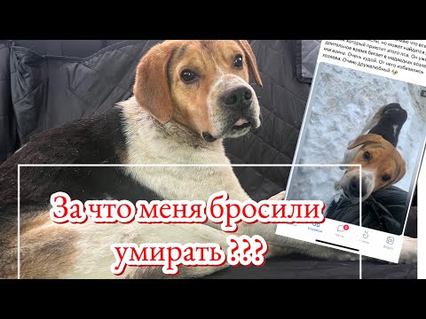 Видео: Ждал помощи несколько дней! За что его бросили? Что он сделал?