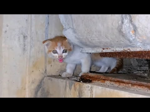 Видео: Крики под путепроводом заставили меня остановиться и спасти бездомную кошку!