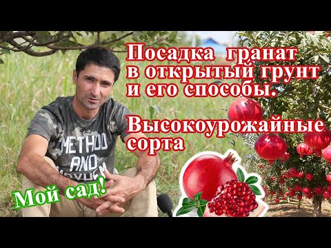 Видео: Посадка  гранат в открытый грунт и его способы. 2024г
