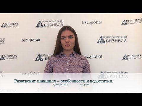 Видео: Разведение шиншилл – особенности и недостатки