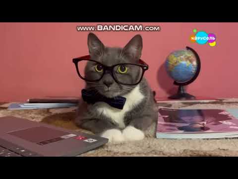 Видео: котинет на канале карусель