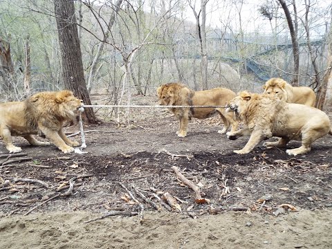 Видео: СОРЕВНОВАНИЯ ЛЬВОВ ПО ПЕРЕТЯГИВАНИЮ КАНАТА