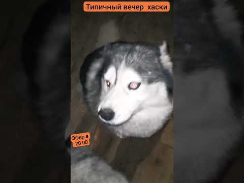 Видео: Тёплый вечер 10 #хаски #питомцы #собака