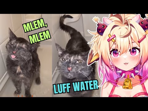 Видео: Хаотичные мемы с намёком на целостность | Реакции rosiebellmoo