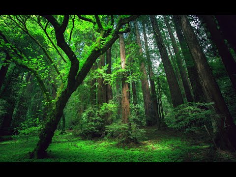 Видео: Мои Коты-Воители. Знакомьтесь - Новые Племена!!!