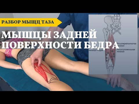 Видео: Боль по задней поверхности бедра | Бицепс бедра, полусухожильная, полуперепончатая мышцы