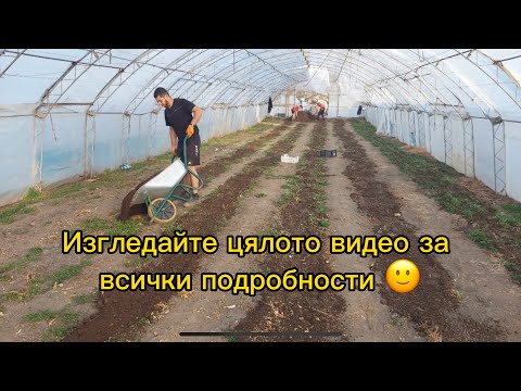 Видео: Подхранване в оранжерия за домати, краставици, патладжан, пипер и други. Обезплевяване без хербициди