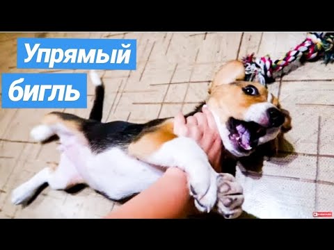 Видео: ПЕРВАЯ НОЧЬ ЩЕНКА ДОМА / КАК ОТУЧИТЬ СПАТЬ НА КРОВАТИ