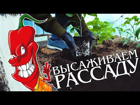 Видео: Высадка рассады острого перца в теплицу. Основные агроприёмы.