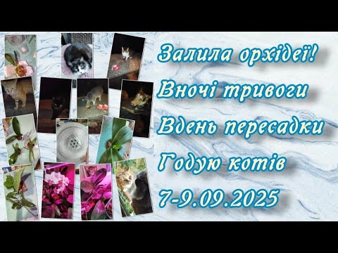 Видео: Пересаджую рослини і готуюся до зими 7-9.09.2025