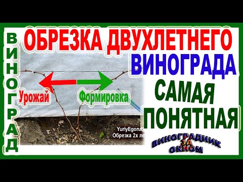 Видео: 🍇 Ясно и понятно. Обрезка двухлетнего  куста винограда. Проще пареной репы! Три варианта обрезки.