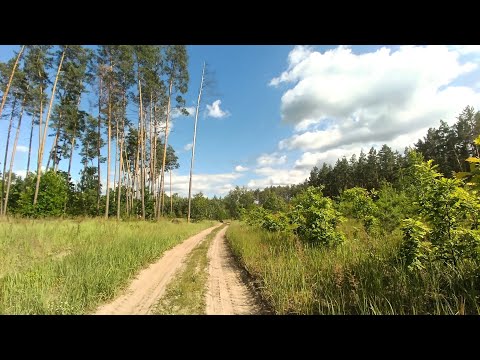 Видео: Прогулка с Гавстером по лесу - #3 - №10