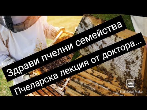 Видео: Лекция по пчеларство за здрави пчелни семейства