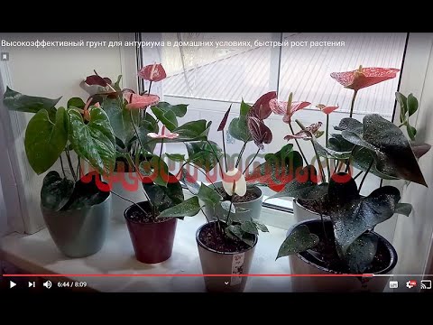 Видео: Высокоэффективный грунт для антуриума в домашних условиях, быстрый рост растения