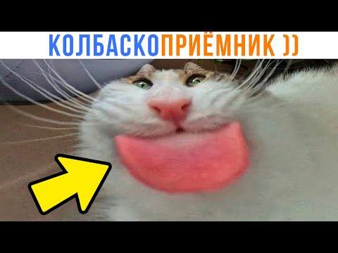 Видео: КОЛБАСКОПРИЁМНИК ))) | Приколы с котами | Мемозг 1544
