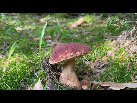 Видео: Грибы !02.07.2024 «Владимирская область третий выезд.»😋🍄‍🟫