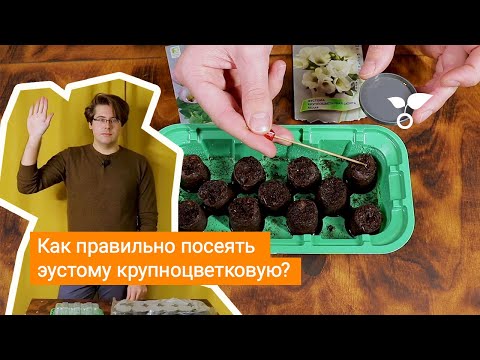 Видео: Как правильно посеять эустому крупноцветковую?