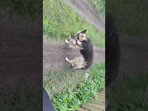 Видео: Дочь кормит бездомную собаку