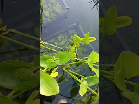 Видео: Биоплато для доочистки воды из Аэрационной установки, водные растения прижились.