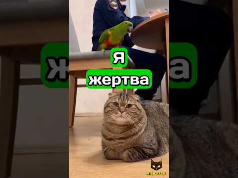Видео: Попугай настучал на кота 😳🦜🐈