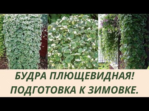 Видео: БУДРА ПЛЮЩЕВИДНАЯ ! ГОТОВЛЮ К ЗИМОВКЕ. ОБРЕЗАЮ МАТОЧНИКИ.УКОРЕНЯЮ ЧЕРЕНКИ ДЛЯ РАЗМНОЖЕНИЯ .