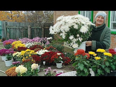 Видео: Готуємо хризонтеми до зими.Як ми це робимо.