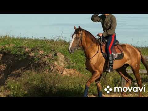 Видео: Казачьи песни.За лесом солнце просияло.