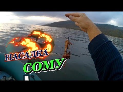 Видео: СОМ на 10 кг. НА КВОК.  Наживка  Ассорти.