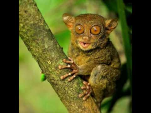 Видео: Бессмертие человека 4 ИЗУЧАЙТЕ ЖИЗНЬ