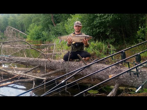 Видео: Неймовірна риболовля на впавшому дереві біля озера!