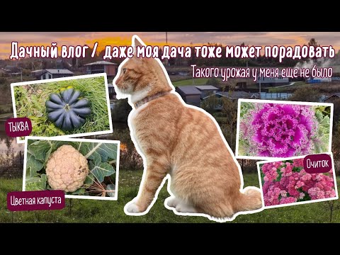 Видео: 🏡 Не была на даче целый месяц. Урожай удивил🥦