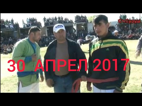 Видео: кураш чорбог 30.04.2017