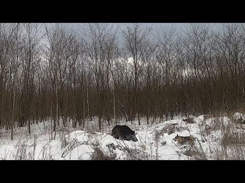 Видео: Охота на кабана с лайкой.