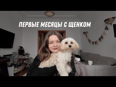 Видео: полгода с щенком мальтипу. честный опыт