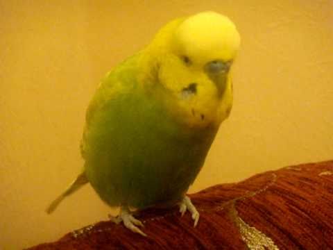 Видео: Говорящие попугаи! Мой Петрушка!!! ( PS:Байдалина Н.Н.)