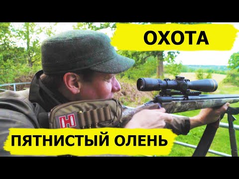 Видео: Охота на пятнистого оленя и кроликов. Неповторимый вкус охоты/FARMING THE WILD (Охотник и рыболов)