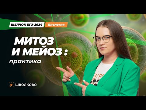 Видео: ЩЕЛЧОК к ЕГЭ 2024 по биологии | Митоз и мейоз: практика